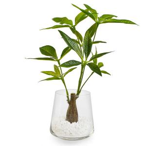 【公式】パキラ ガラストラペゾイド 観葉植物 ...の詳細画像1