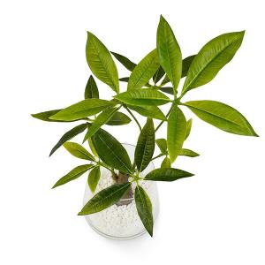 【公式】パキラ ガラストラペゾイド 観葉植物 ...の詳細画像2