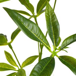 【公式】パキラ ガラストラペゾイド 観葉植物 ...の詳細画像3