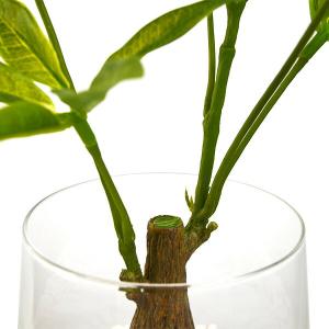 【公式】パキラ ガラストラペゾイド 観葉植物 ...の詳細画像4