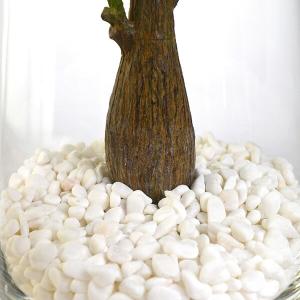 【公式】パキラ ガラストラペゾイド 観葉植物 ...の詳細画像5