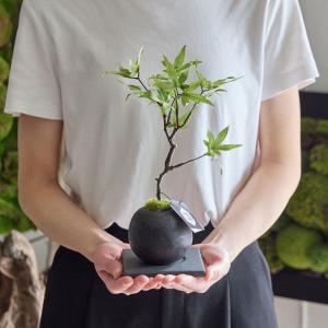 【公式】モミジ 檜炭ボール(黒皿) CUPBO...の詳細画像3