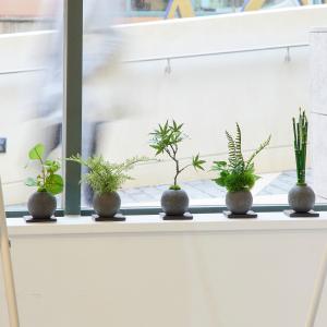 【公式】モミジ 檜炭ボール(黒皿) CUPBO...の詳細画像4