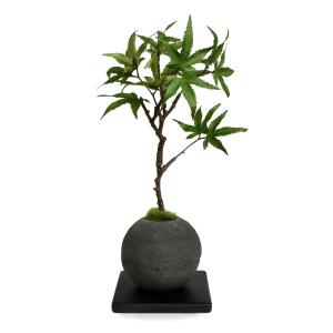 【公式】モミジ 檜炭ボール(黒皿) CUPBO...の詳細画像5