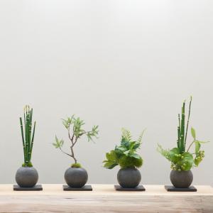 【公式】トクサ 寄せ植え 檜炭ボール(黒皿) ...の詳細画像3