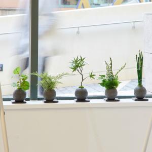 【公式】桜の葉 寄せ植え 檜炭ボール(黒皿) ...の詳細画像2