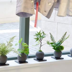 【公式】桜の葉 寄せ植え 檜炭ボール(黒皿) ...の詳細画像3