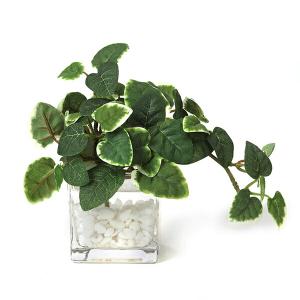 【公式】プミラ ウォーターキューブ 観葉植物 ...の詳細画像1