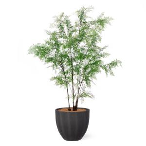 【公式】シダ ボウル H190cm 観葉植物 ...の詳細画像1