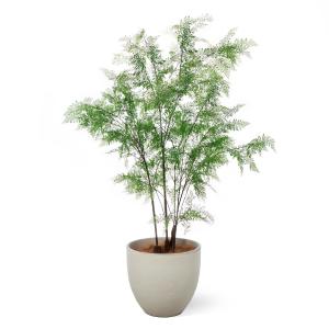 【公式】シダ ボウル H190cm 観葉植物 ...の詳細画像2