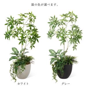 【公式】パキラ ボウル 下草付 H185cm ...の詳細画像3