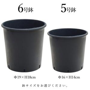 【公式】ミックスO インナーポット 6個セット...の詳細画像4