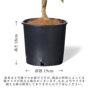 【公式】ミックスQ インナーポット 6個セット...の詳細画像4