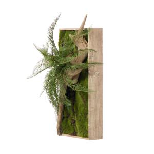 【公式】流木 苔フレーム シダ 観葉植物 フェ...の詳細画像2