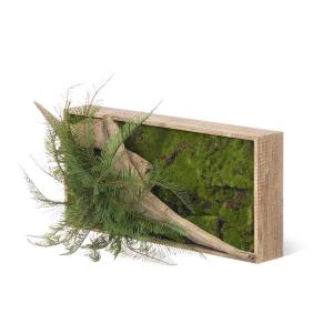【公式】流木 苔フレーム シダ 観葉植物 フェ...の詳細画像4