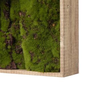 【公式】流木 苔フレーム シダ 観葉植物 フェ...の詳細画像5