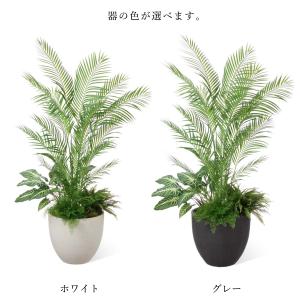 【公式】アレカヤシ ボウル 下草付 H190c...の詳細画像4