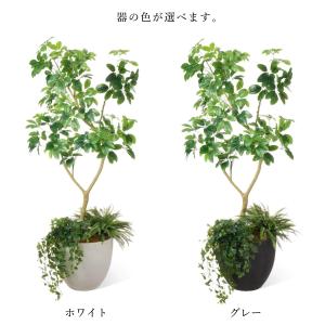 【公式】シェフレラ ボウル 下草付 H190c...の詳細画像4