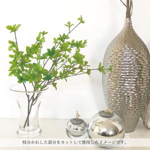 【公式】ドウダンツツジ フレッシュグリーン H...の詳細画像5