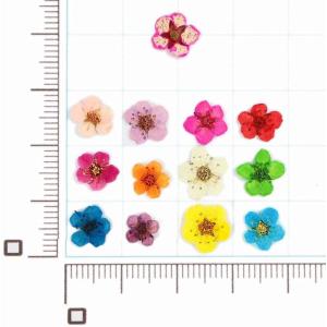 ドライフラワー 上質 押し花 こでまり 120...の詳細画像3