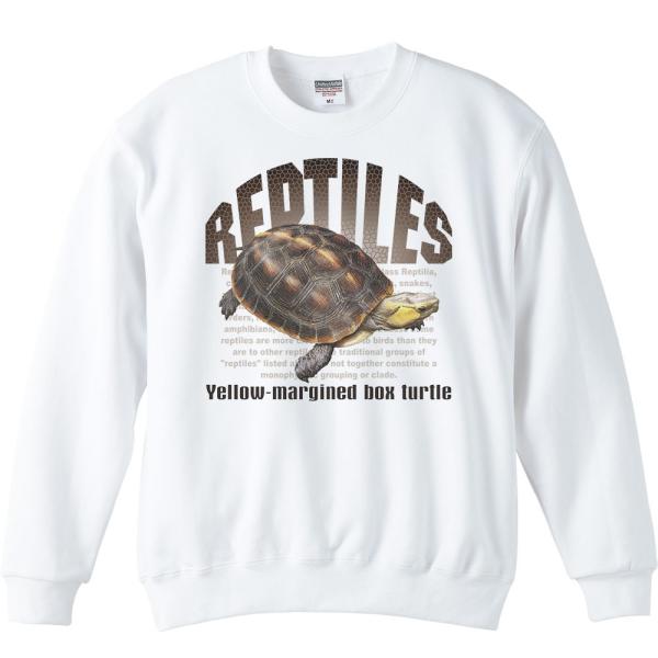 セマルハコガメ（亀）爬虫類シリーズ/トレーナー