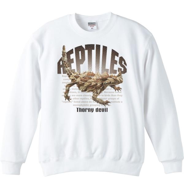 モロクトカゲ（トゲトカゲ）爬虫類シリーズ/トレーナー