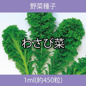 野菜種子 EAC わさび菜 1ml｜printstudio-jp