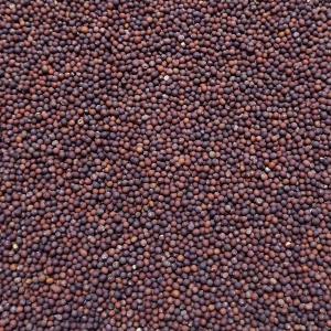 ベビーリーフ種子 B-36 ブラックケール 2...の詳細画像2