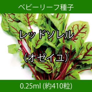 ベビーリーフ種子 B-50 レッドソレル（オゼイユ） 0.5ml