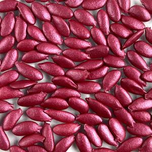 野菜種子 EAE 沖縄冬瓜 5粒の詳細画像2