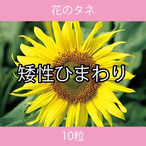 花のタネ EAJ 矮性ひまわり 10粒｜printstudio-jp