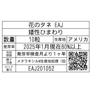 花のタネ EAJ 矮性ひまわり 10粒の詳細画像1