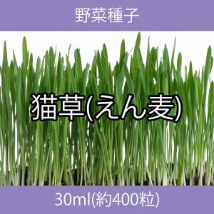 野菜種子 EAK 猫草(えん麦) 30ml