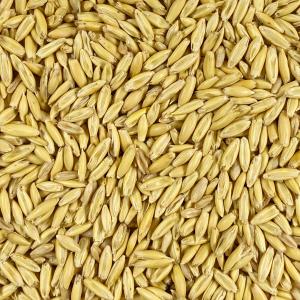 野菜種子 EAK 猫草(えん麦) 30mlの詳細画像2