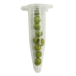 野菜種子 EAP スーパー翠星オクラ 9粒の商品画像