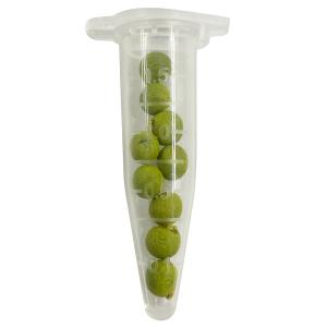 野菜種子 EAQ 翠星オクラ 9粒の商品画像