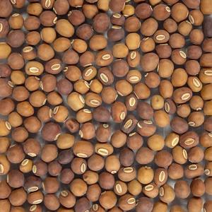 野菜種子 EBC シカクマメ(ウィングビーン) 6粒の詳細画像2