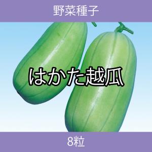 野菜種子 EBE はかた越瓜 8粒｜printstudio-jp