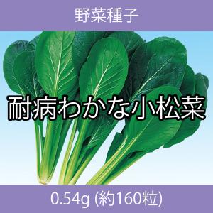 野菜種子 EBV 耐病わかな小松菜 0.54g｜printstudio-jp