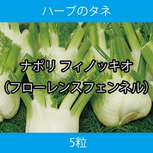 ハーブ種子 THA02 ナポリ フィノッキオ 5粒｜printstudio-jp