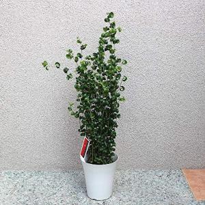 ベンジャミン バロック 花瓶 花台 の商品一覧 花 ガーデニング 通販 Yahoo ショッピング