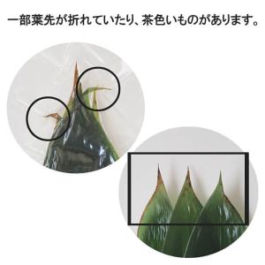 小林多男商店 笹の葉(国産) 10枚入の詳細画像2