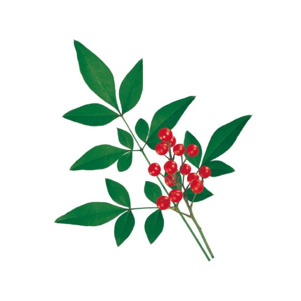 フィルムケース グルメシート 南天 丸 ユニバース 24000点(1000点×24)