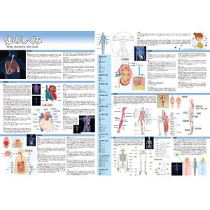 proceedx　学習ポスター　0279　体の仕組みと働き　送料無料　勉強部屋　教室　壁掛け　学生　一般｜proceedx