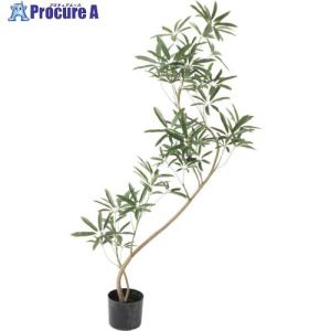 現品】シェフレラ・アンガスティフォリア 曲がり 7号 茶鉢（1） : 花の