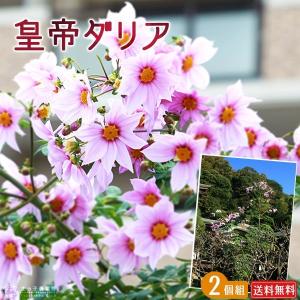 皇帝ダリア（宿根性木立ダリア） 一重咲　10.5cmポット苗 （ 送料無料 ） 2個セット
