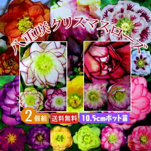 八重咲き クリスマスローズ 【選べる花色】（ オリエンタリスハイブリッド 、ダブル ） 10.5cmポット苗 【2個セット】 【送料無料】　