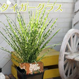 タイガーグラス （ ゴールドバー ） 5号鉢植え