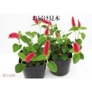キャットテール ( 猫のしっぽ ) 2個セットの詳細画像1