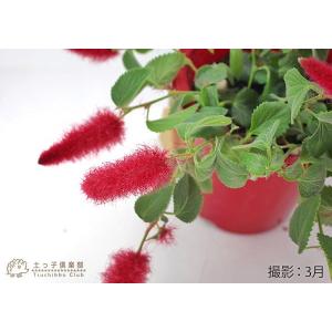 キャットテール ( 猫のしっぽ ) 2個セットの詳細画像2
